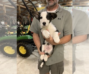 Welsh Cardigan Corgi Puppy for sale in FLAT ROCK, IN, USA