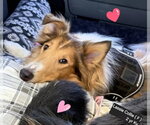 Small #3 Collie