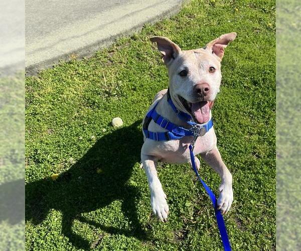 Medium Photo #1 American Pit Bull Terrier Puppy For Sale in Boston, MA, USA
