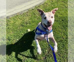 American Pit Bull Terrier Dogs for adoption in Boston, MA, USA