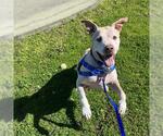 Small American Pit Bull Terrier