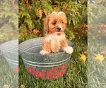 Small Photo #4 Cavapoo Puppy For Sale in MIDDLEBURY, IN, USA