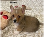 Small #1 Pembroke Welsh Corgi