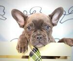 Small Photo #17 French Bulldog Puppy For Sale in LAS VEGAS, NV, USA