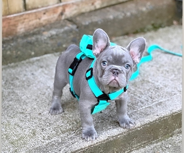Full screen Photo #2 French Bulldog Puppy For Sale in CARVER, OR, USA