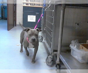 Mutt Dogs for adoption in Fayetteville, NC, USA