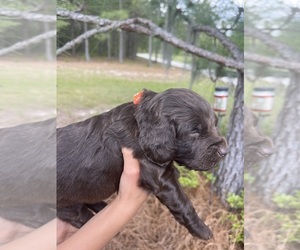 Boykin Spaniel Puppy for sale in LEXINGTON, SC, USA