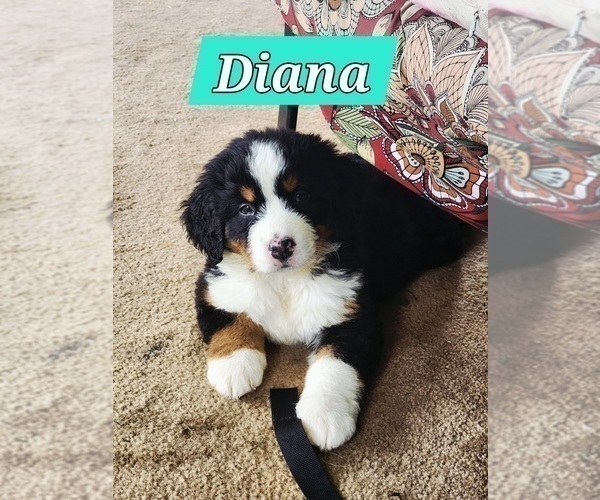 Medium Photo #30 Bernese Mountain Dog Puppy For Sale in SUPERIOR, WI, USA