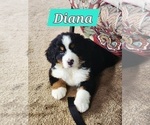 Small #3 Bernese Mountain Dog
