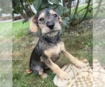 Tilly - Female Schnoodle (Miniature) Puppy for Sale - Photo #4