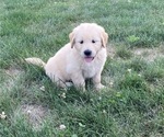 Small Photo #5 Golden Retriever Puppy For Sale in CONGERVILLE, IL, USA