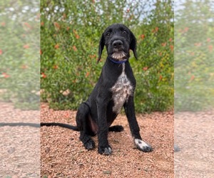 Ryder - Male Labradoodle Dog for Adoption - Photo #3