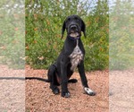 Small Photo #3 Labradoodle Puppy For Sale in PIPE CREEK, TX, USA