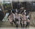 Small #1 Boston Terrier