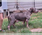 Small #3 American Bulldog Mix