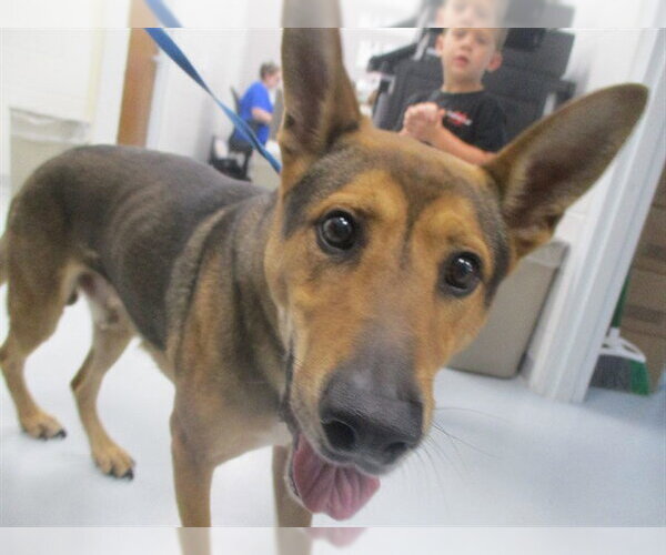 Medium Photo #1 German Shepherd Dog Puppy For Sale in Ocala, FL, USA