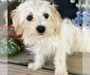 Morkie Puppy for sale in WILLIAMSBURG, IN, USA