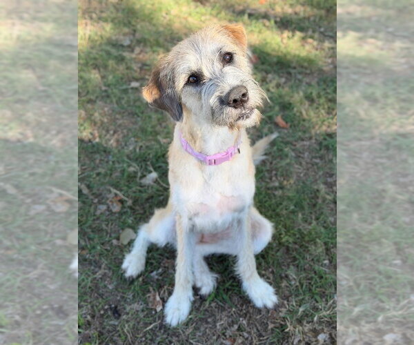 Medium Photo #2 Anatolian Shepherd-Unknown Mix Puppy For Sale in Canton, CT, USA