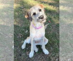 Small Photo #2 Anatolian Shepherd-Unknown Mix Puppy For Sale in Canton, CT, USA
