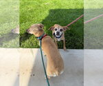 Small #1 Chiweenie