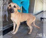 Small #5 Retriever  Mix