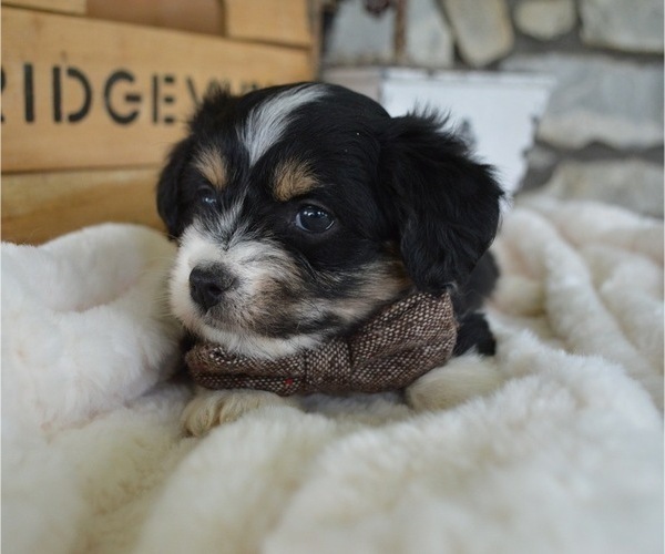 Medium Photo #2 F2 Aussiedoodle Puppy For Sale in HONEY BROOK, PA, USA