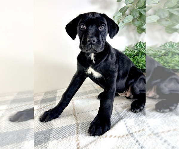 Medium Photo #5 Cane Corso Puppy For Sale in GREENFIELD, IN, USA