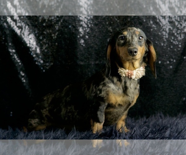 Medium Photo #11 Dachshund Puppy For Sale in WARSAW, IN, USA