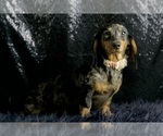 Small #9 Dachshund