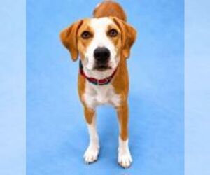 Mutt Dogs for adoption in Hilton Head, SC, USA