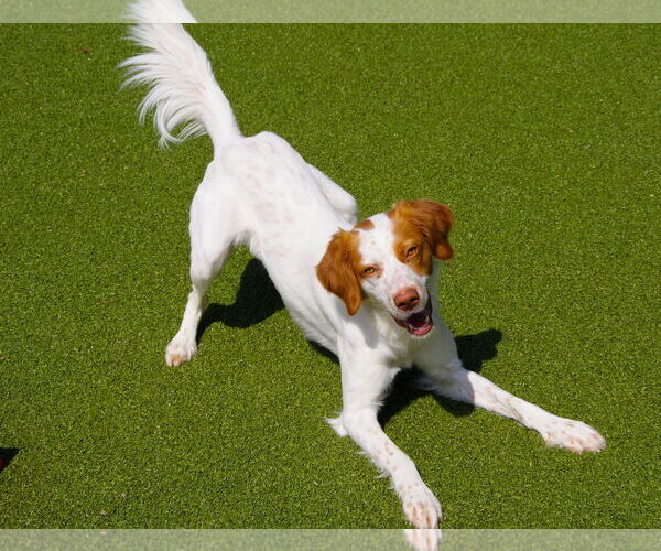 Medium Photo #9 Brittany Puppy For Sale in Curwensville, PA, USA