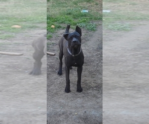 Father of the Cane Corso puppies born on 01/12/2023