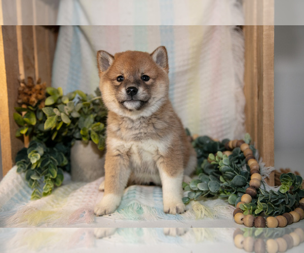 Medium Photo #2 Shiba Inu Puppy For Sale in TOPEKA, IN, USA