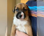 Small #3 Boxer Mix