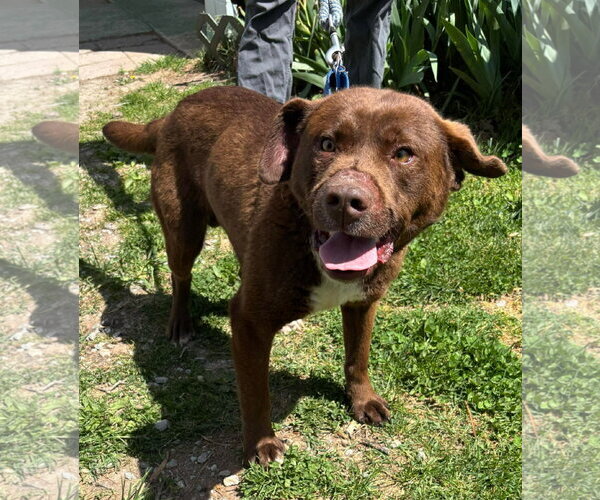 Medium Photo #1 Labrador Retriever-Unknown Mix Puppy For Sale in Rustburg, VA, USA