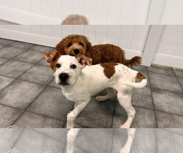 Medium Photo #6 Boxer-Unknown Mix Puppy For Sale in Plainfield, IL, USA