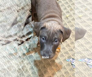 Great Dane-Unknown Mix Dogs for adoption in Holly Springs, NC, USA
