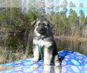 German Shepherd Dog Puppy for Sale in PIEDMONT, Missouri USA