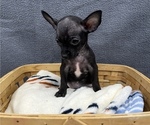 Small Photo #4 Chihuahua Puppy For Sale in SAINT AUGUSTINE, FL, USA