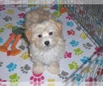 Small Photo #4 Havanese-Poodle (Toy) Mix Puppy For Sale in ORO VALLEY, AZ, USA