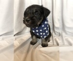 Puppy Jack Schnauzer (Miniature)
