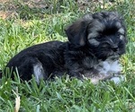 Small Photo #27 Havanese Puppy For Sale in BRISBANE, CA, USA