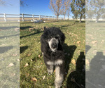 Small Photo #3 Poodle (Standard) Puppy For Sale in VAUGHN, MT, USA