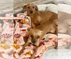 Chihuahua Dogs for adoption in oakland, FL, USA