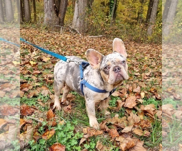 Medium Photo #1 French Bulldog Puppy For Sale in GAITHERSBURG, MD, USA
