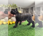 Small #3 Schnauzer (Miniature)