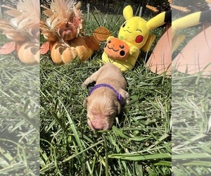 Golden Retriever Puppy for Sale in NEOLA, West Virginia USA