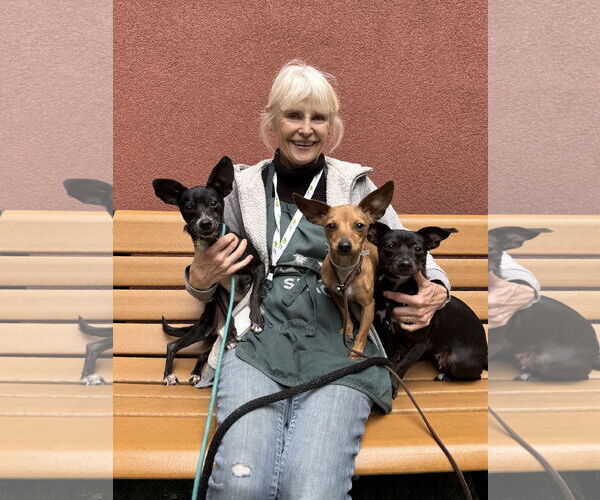 Medium Photo #11 Chiweenie Puppy For Sale in San Francisco, CA, USA