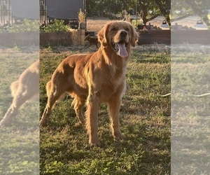 Father of the Golden Retriever puppies born on 09/30/2025