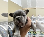 Small Photo #38 French Bulldog Puppy For Sale in TRENTON, TX, USA